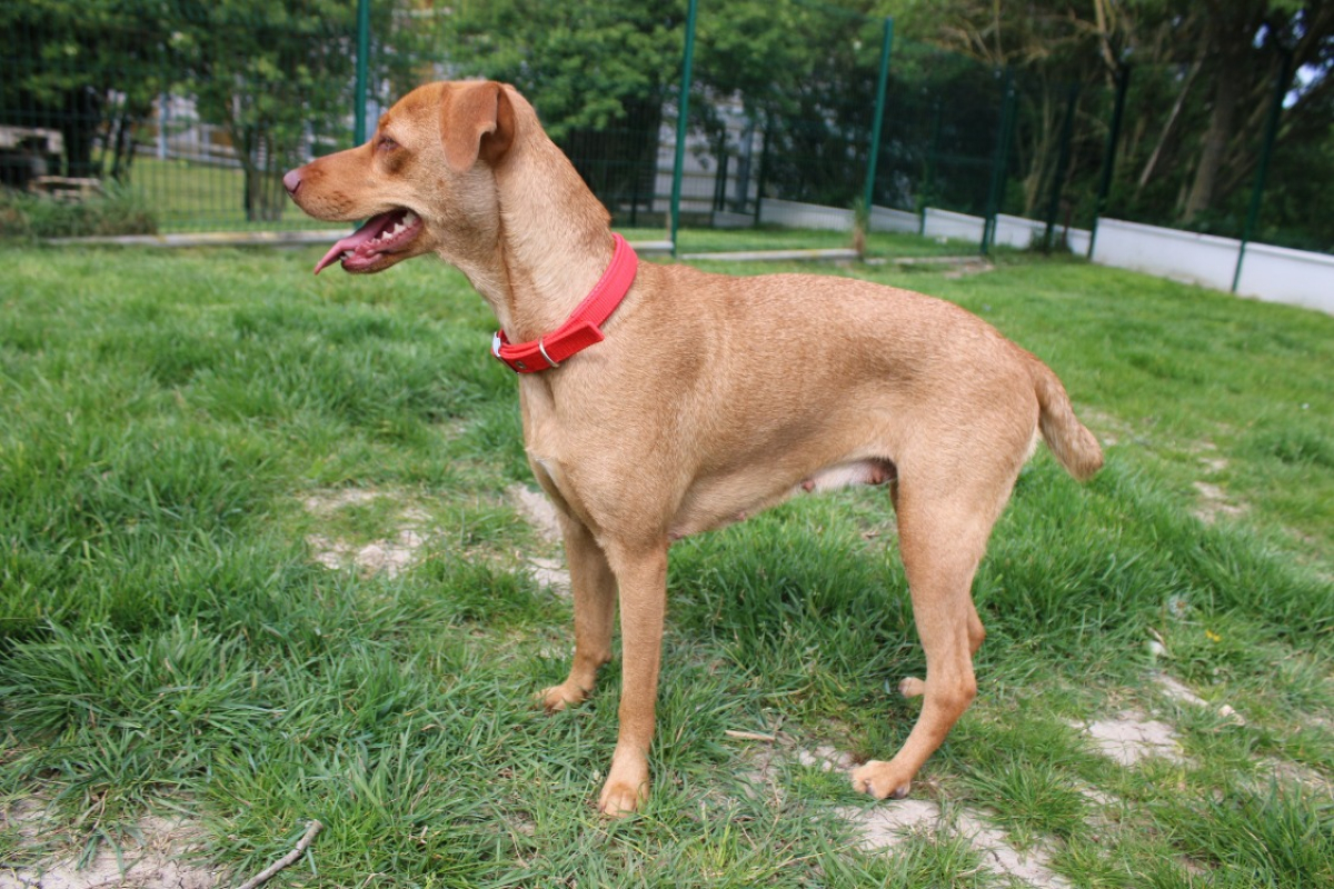 Photo #4 de Nalapoksy