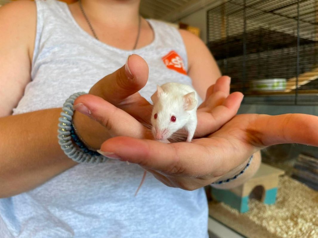 Lunette - Rongeur Souris à adopter