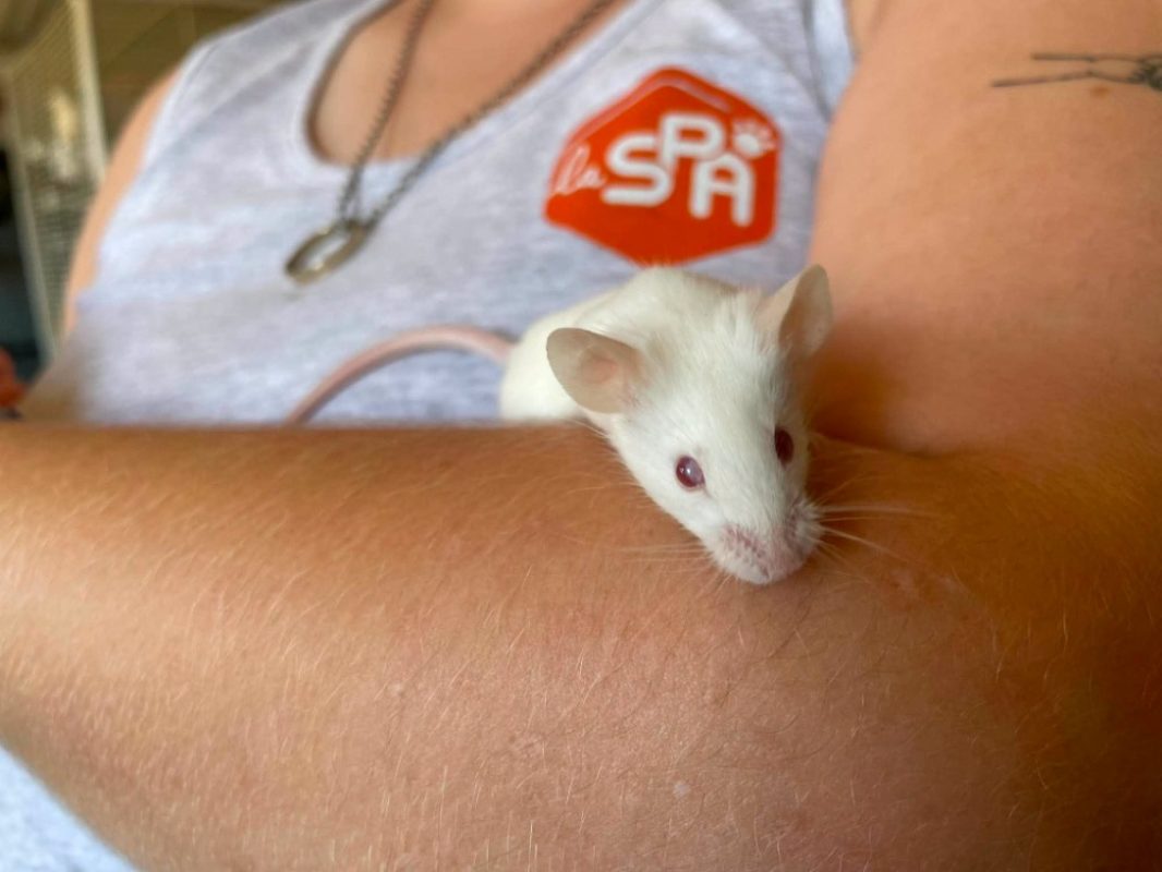 Loupa - Rongeur Souris à adopter