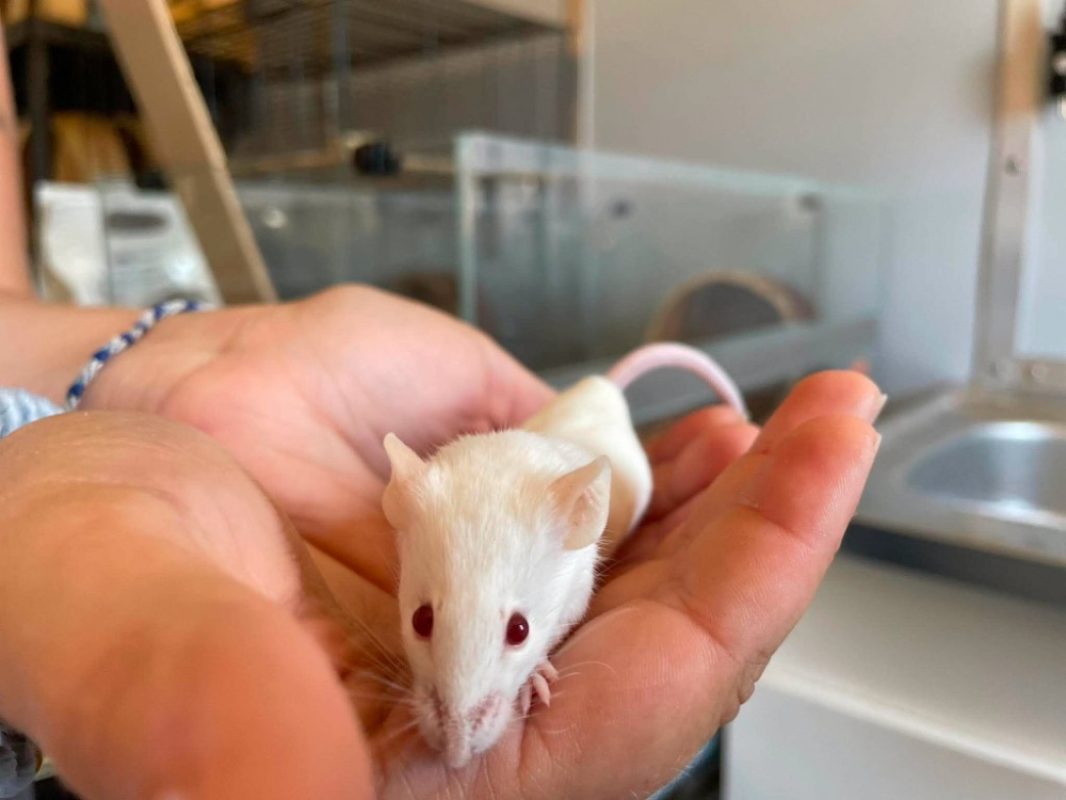 Sophie - Rongeur Souris à adopter