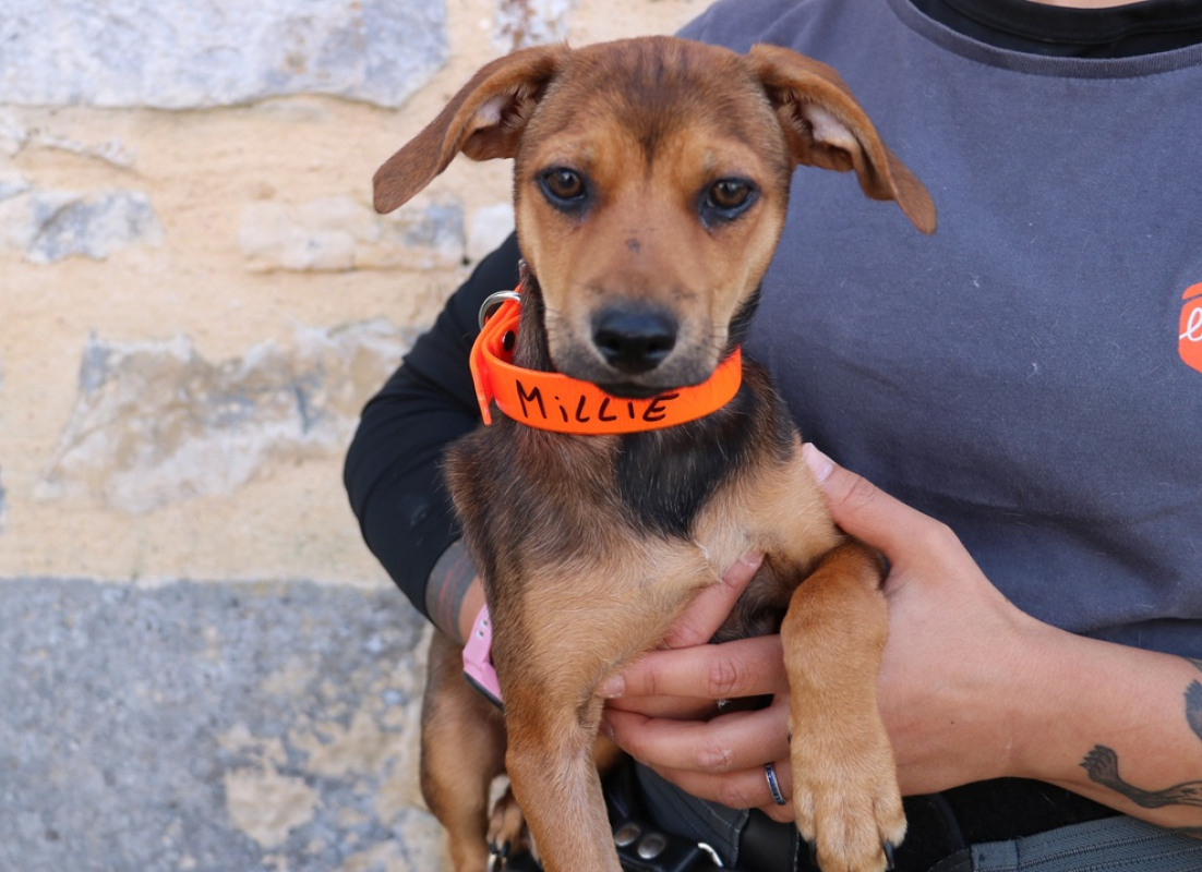 Photo de Millie