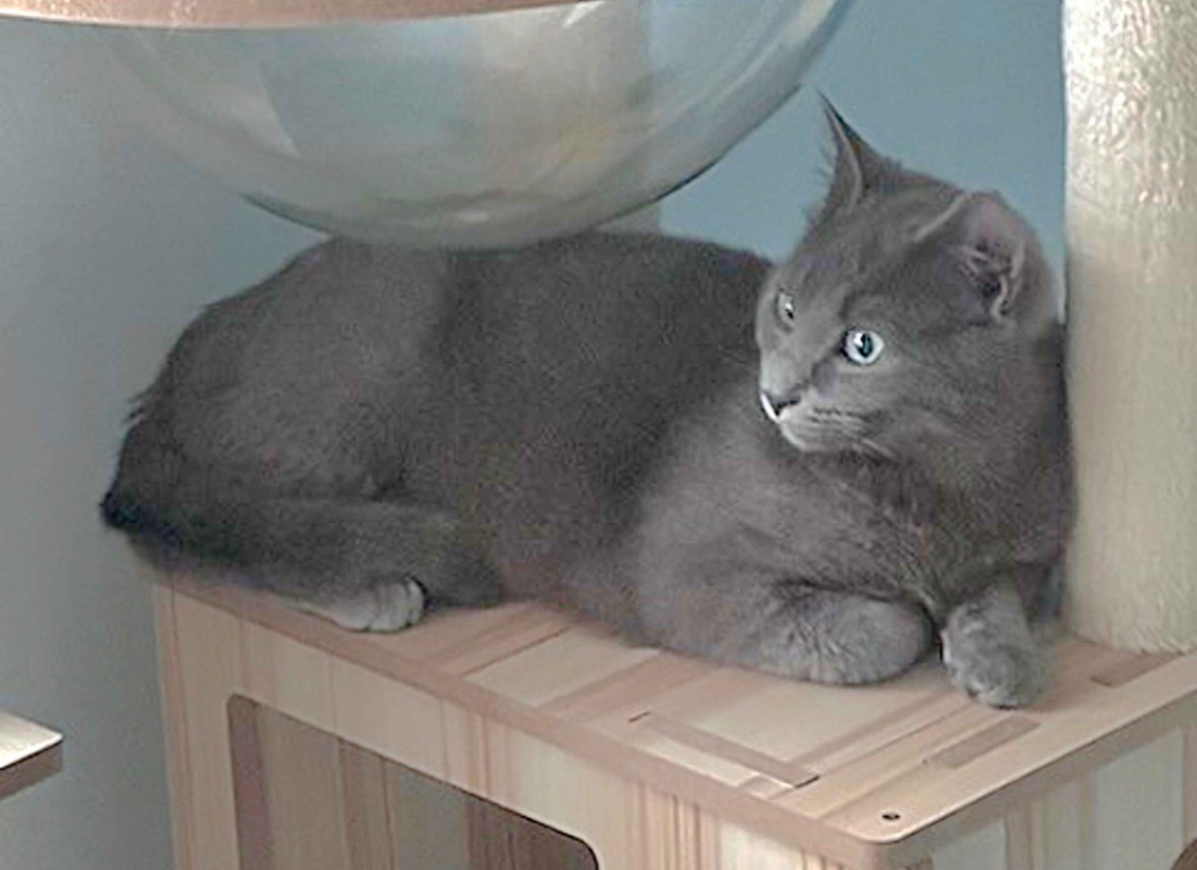 Photo de Baloo
