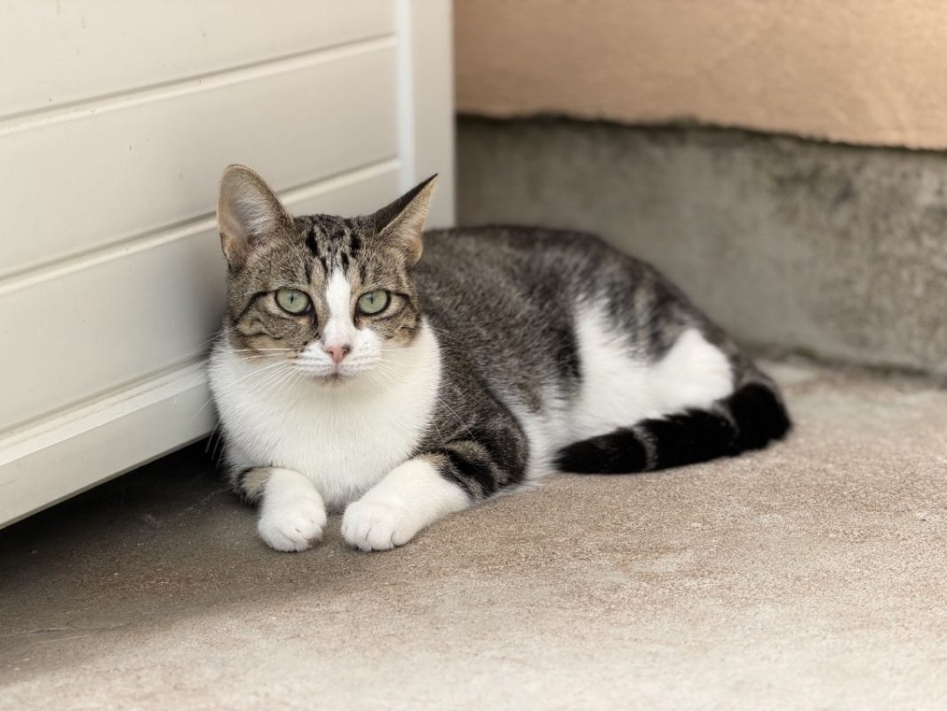 Keops - Chat Européen à adopter