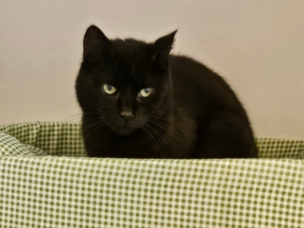 Photo de Nero