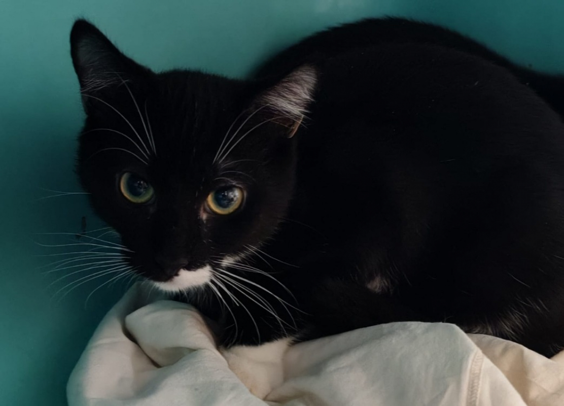 Photo de Poudracheminette