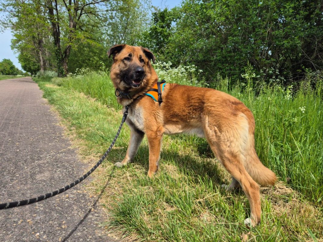 Stan - Chien à adopter à Montluçon (03) - Animaux.fr