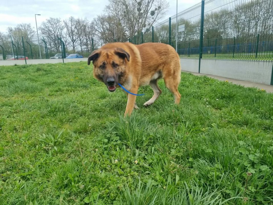 Stan - Chien à adopter à Montluçon (03) - Animaux.fr
