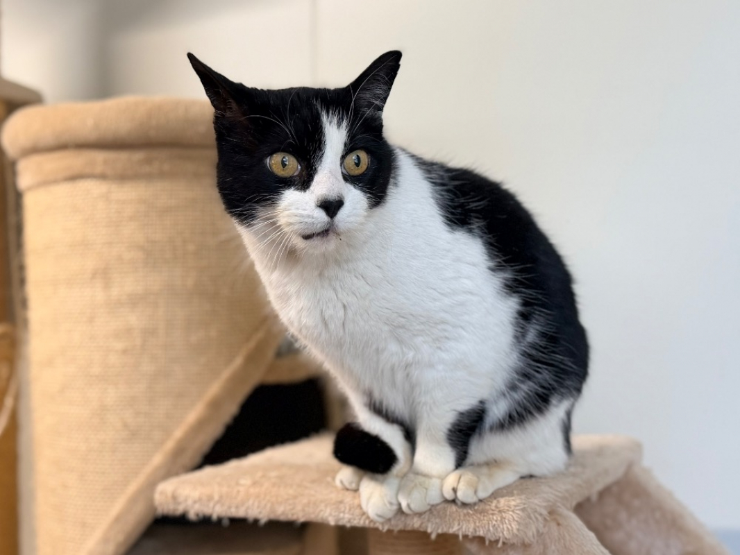 Photo #2 de Frimousse