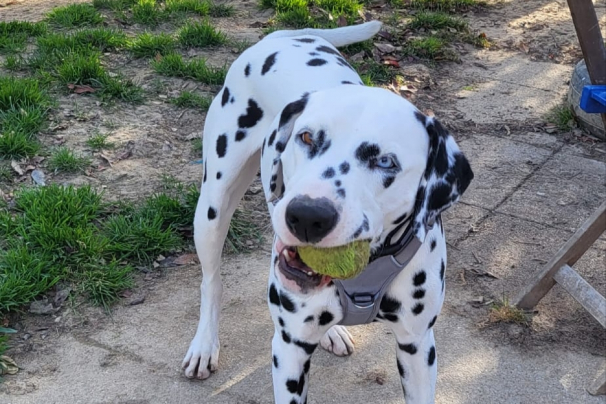 Photo #1 de Pongo