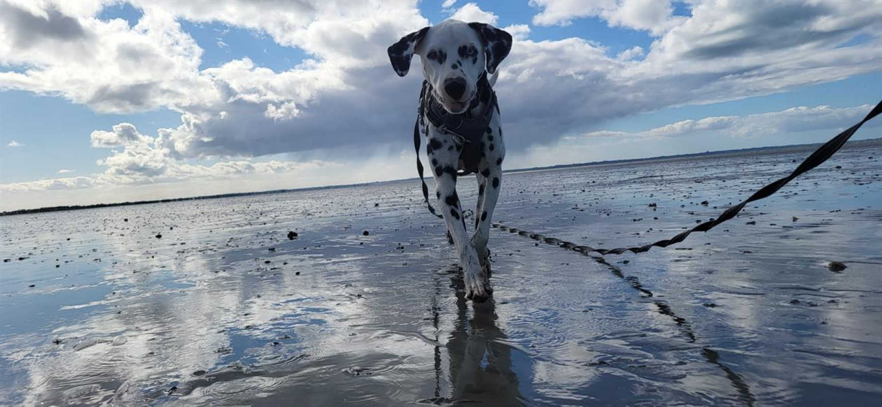 Photo #2 de Pongo