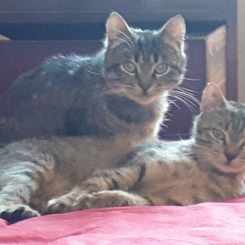 Photo de Loulou et Minibus