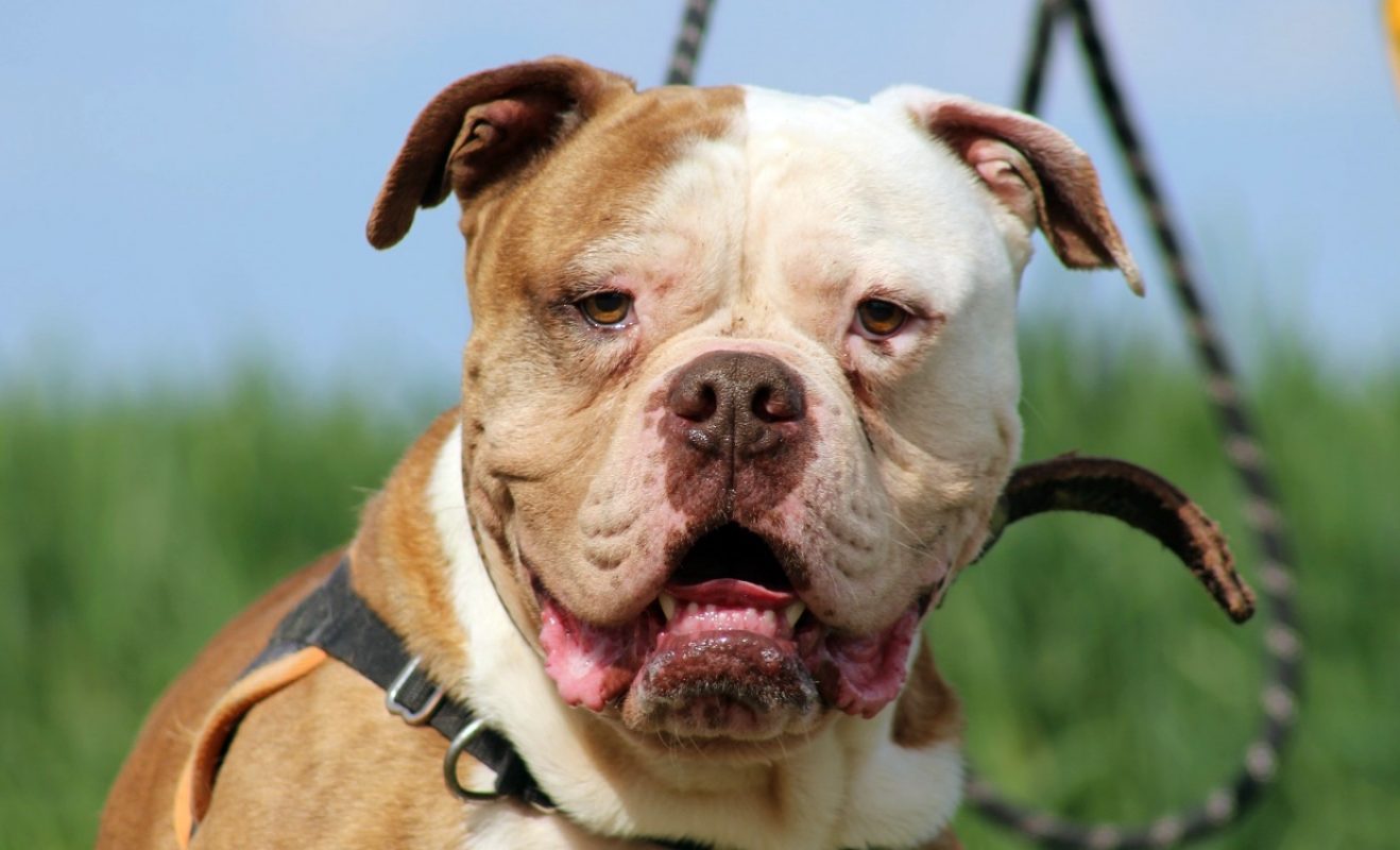 Marley - Chien Bouledogue Américain à adopter