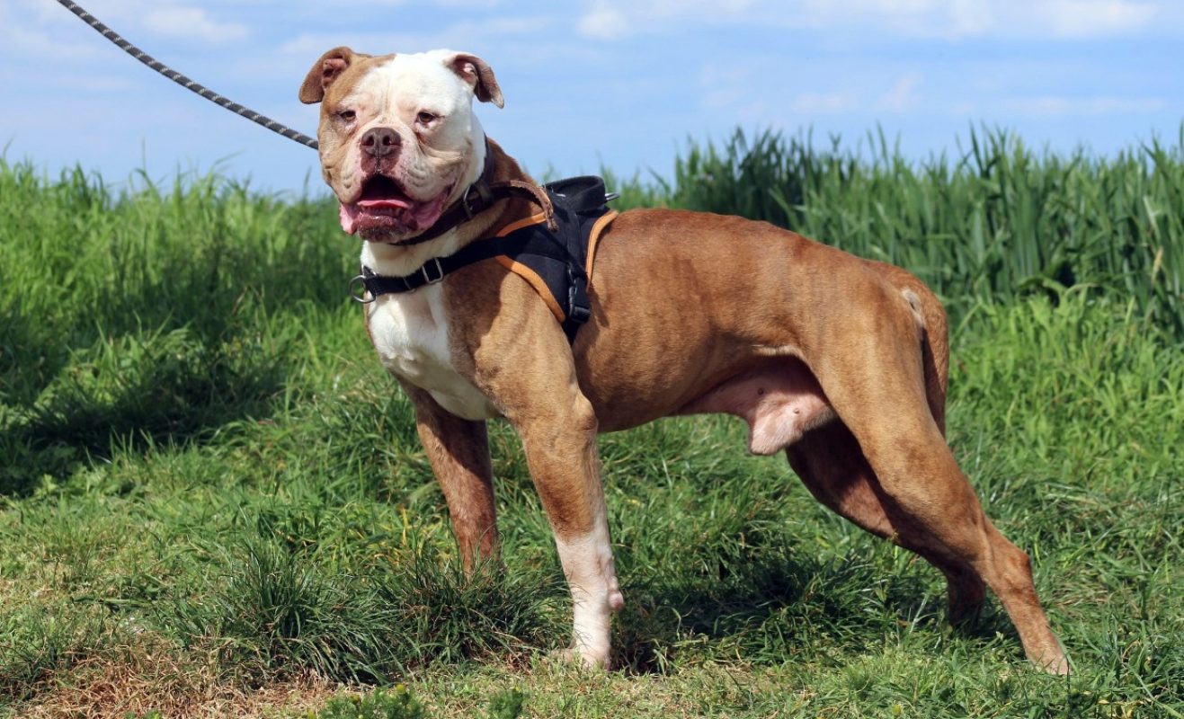 Marley - Chien Bouledogue Américain à adopter - photo 2