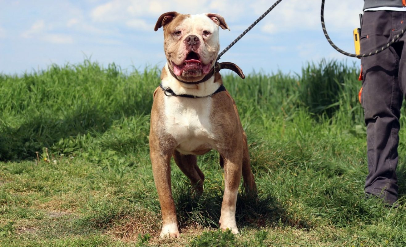 Marley - Chien Bouledogue Américain à adopter - photo 3