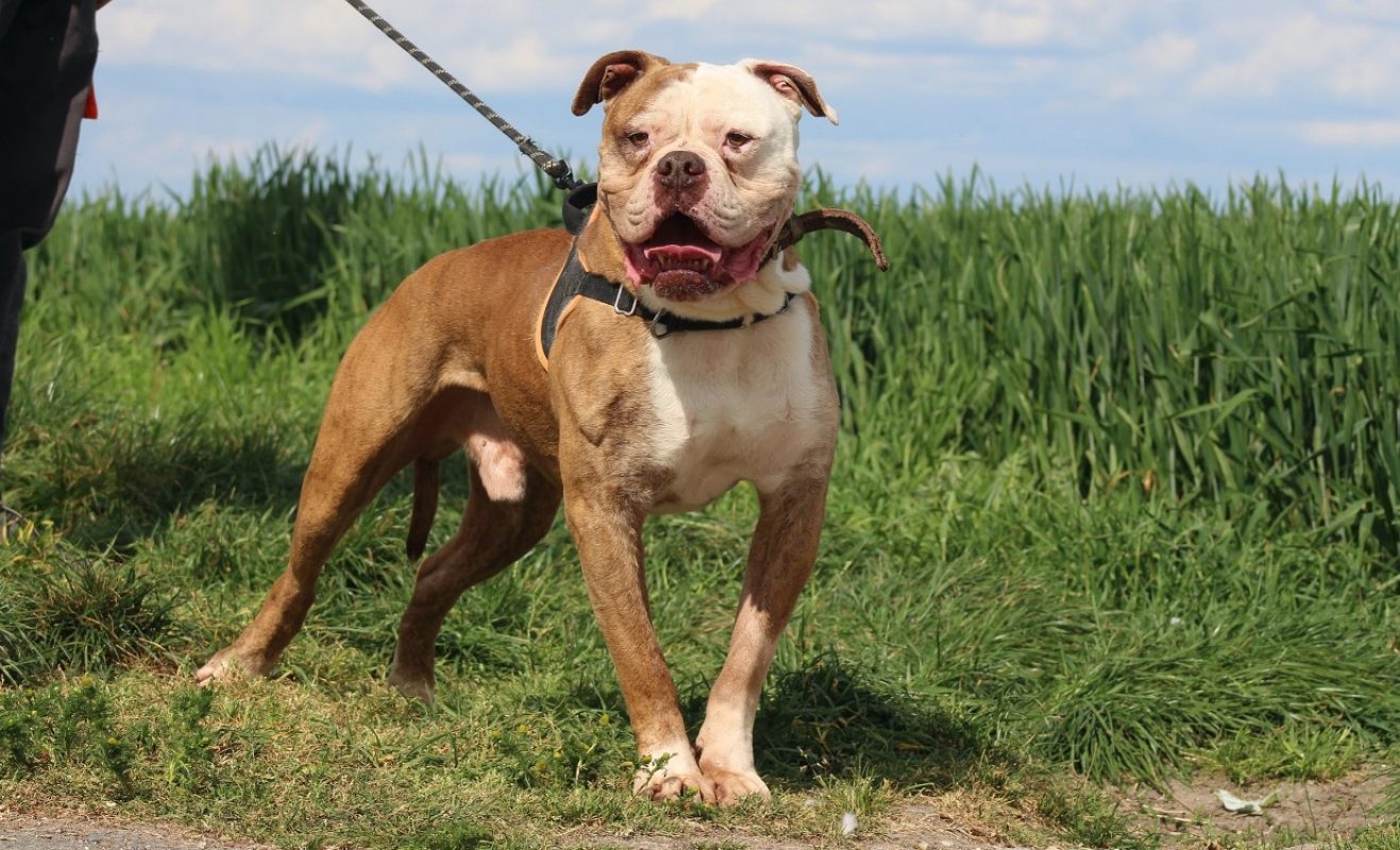Marley - Chien Bouledogue Américain à adopter - photo 4