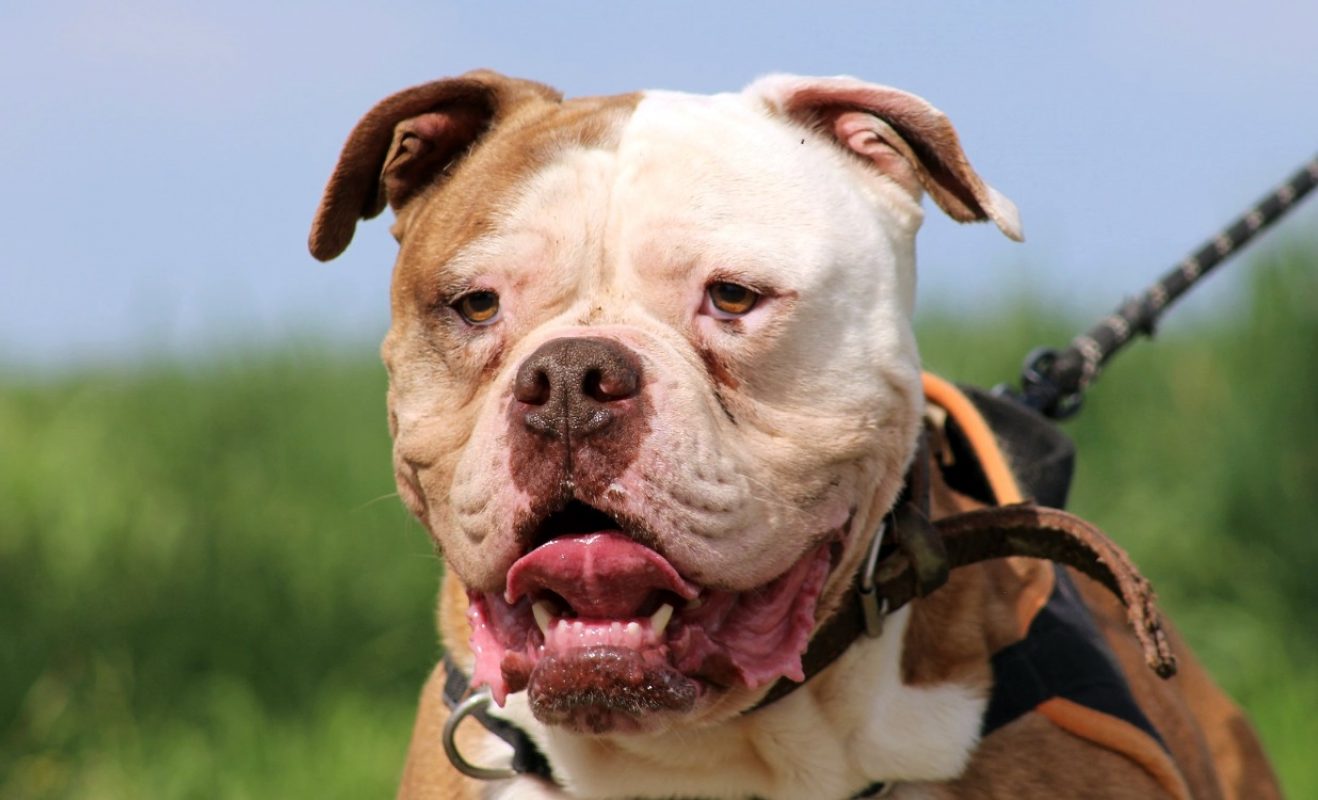 Marley - Chien Bouledogue Américain à adopter - photo 5