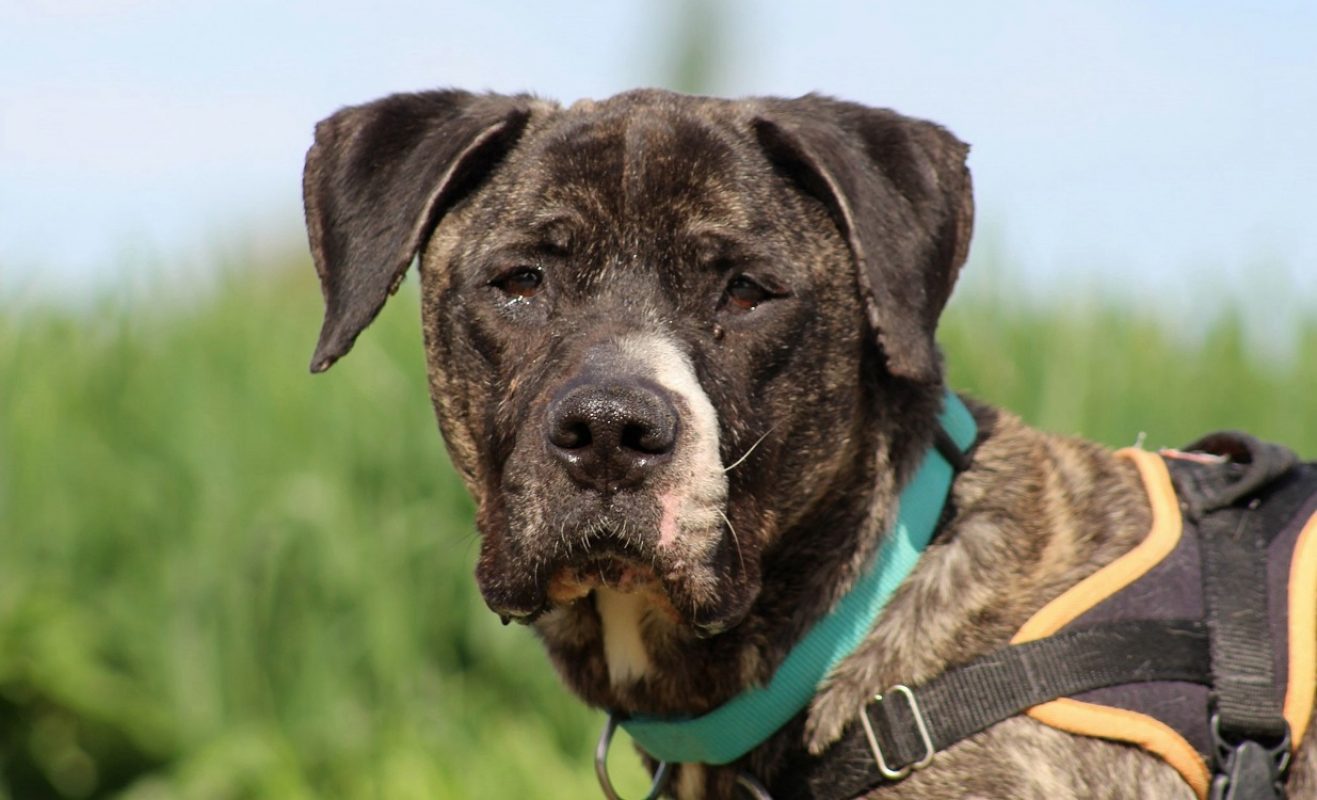 Hades - Chien à adopter