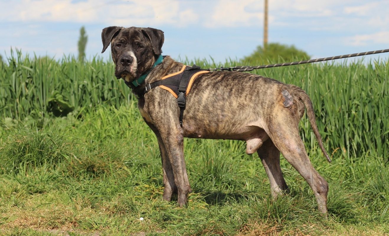 Hades - Chien à adopter - photo 2