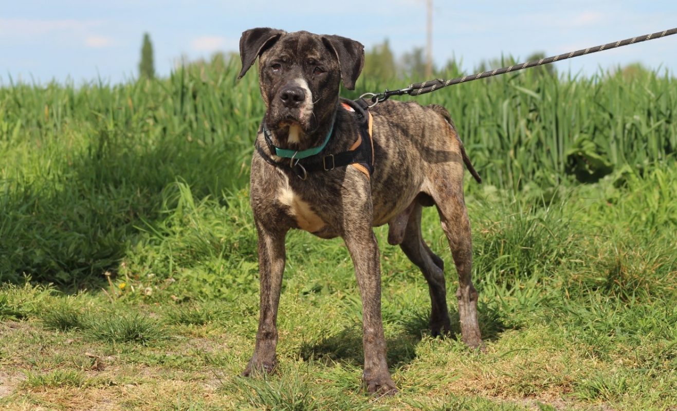 Hades - Chien à adopter - photo 3