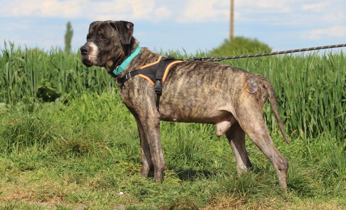 Hades - Chien à adopter - photo 4