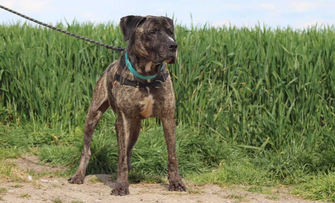 Hades - Chien à adopter - photo 5