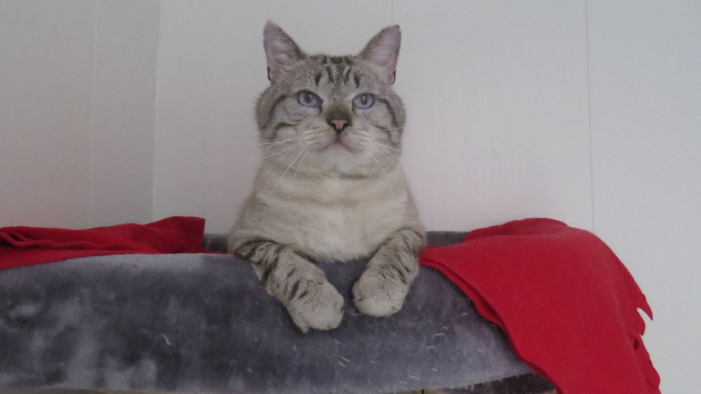 Photo #2 de Baloo