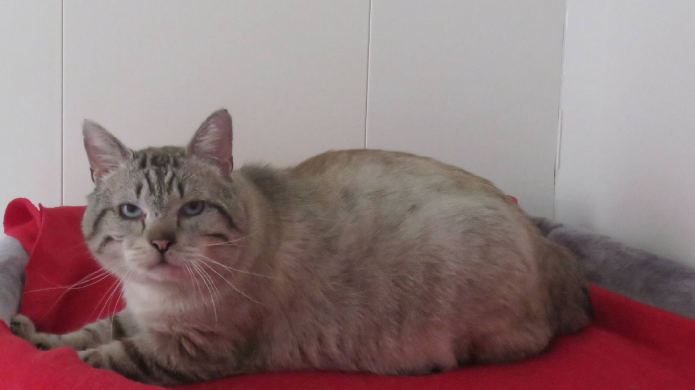 Photo #3 de Baloo