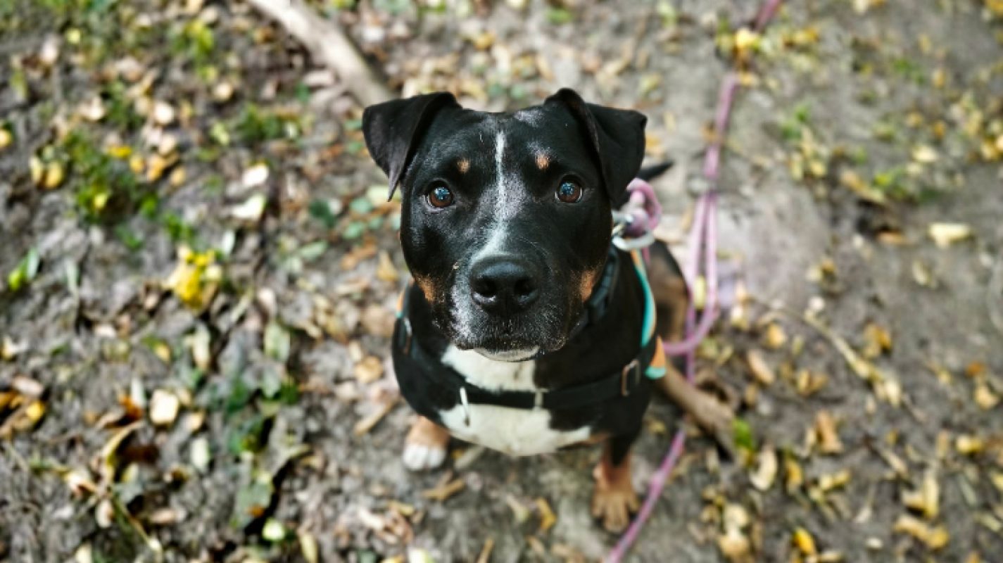 Rocky - Chien à adopter