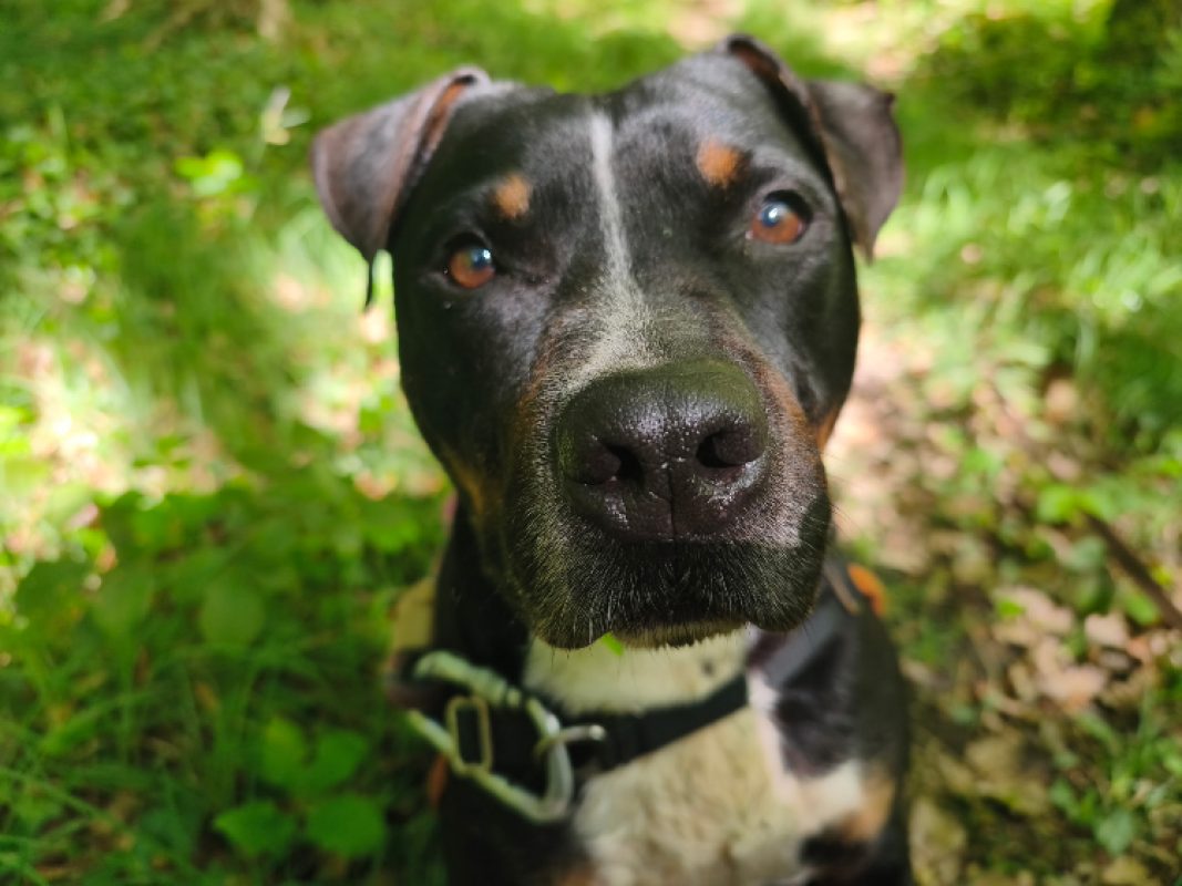 Rocky - Chien à adopter - photo 2