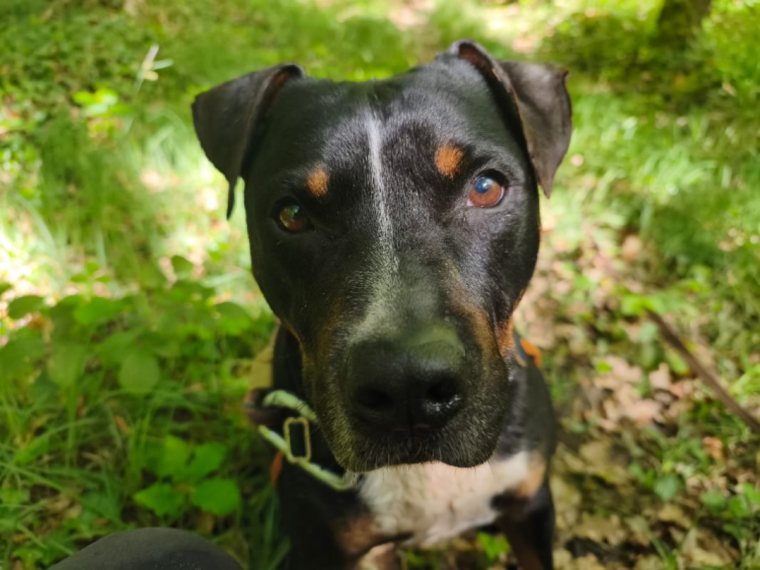 Rocky - Chien à adopter - photo 3