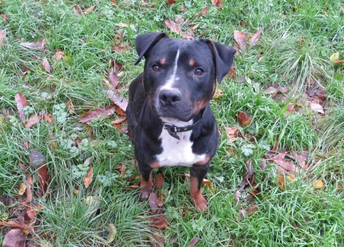 Rocky - Chien à adopter - photo 4