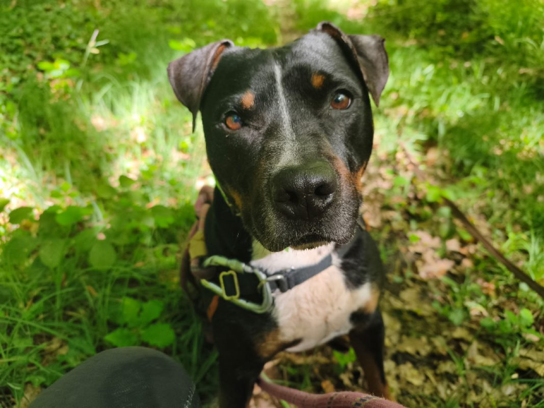 Rocky - Chien à adopter - photo 5