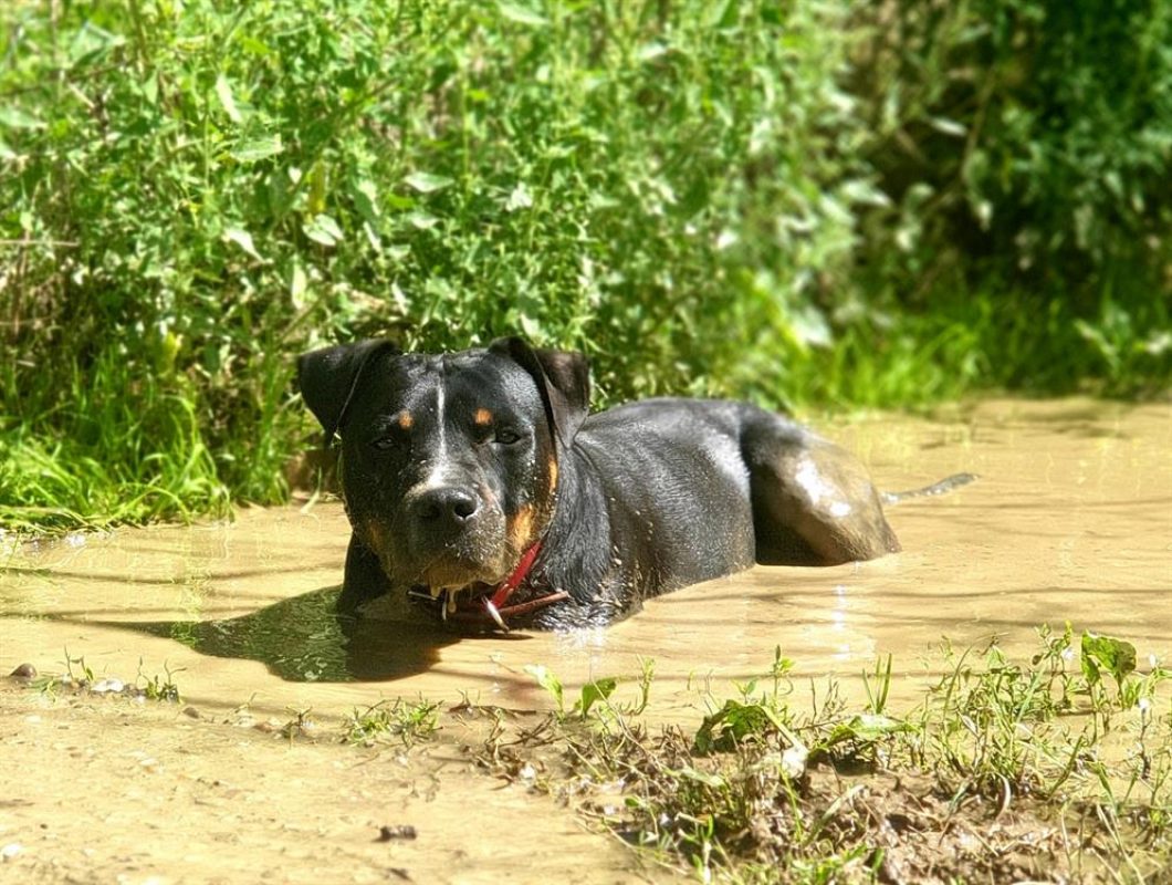 Rocky - Chien à adopter - photo 8