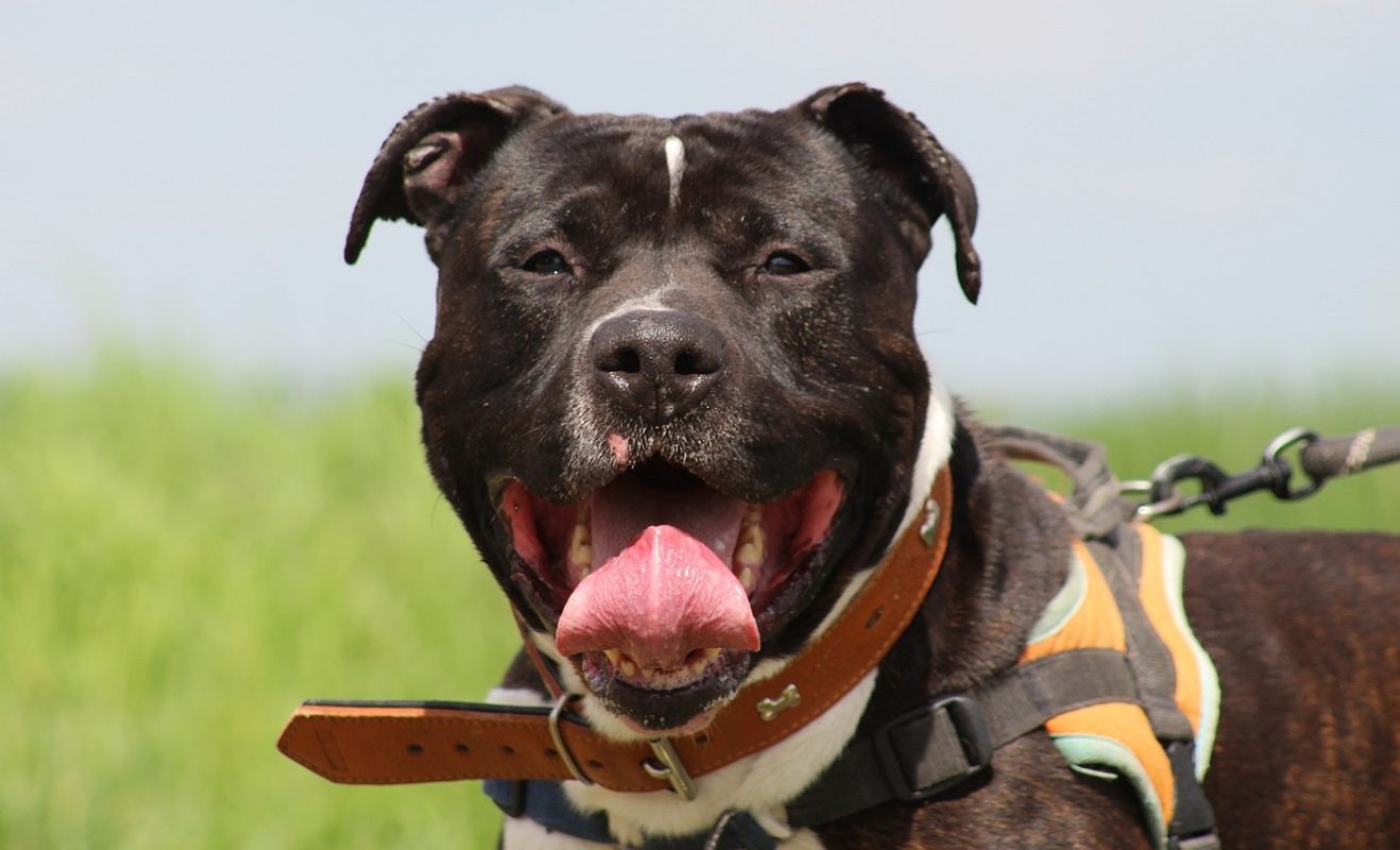 Yuri - Chien à adopter