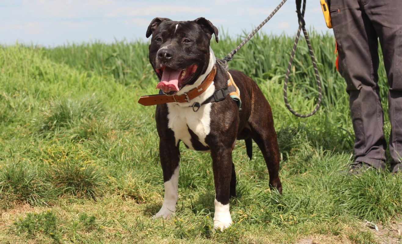 Yuri - Chien à adopter - photo 3