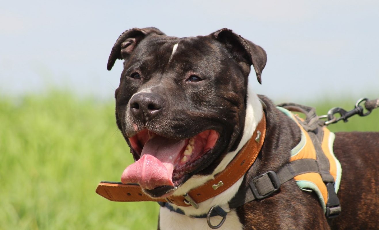 Yuri - Chien à adopter - photo 4