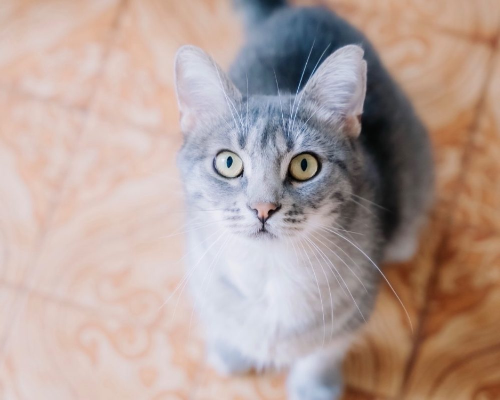 Petit nuage - Chat Européen à adopter