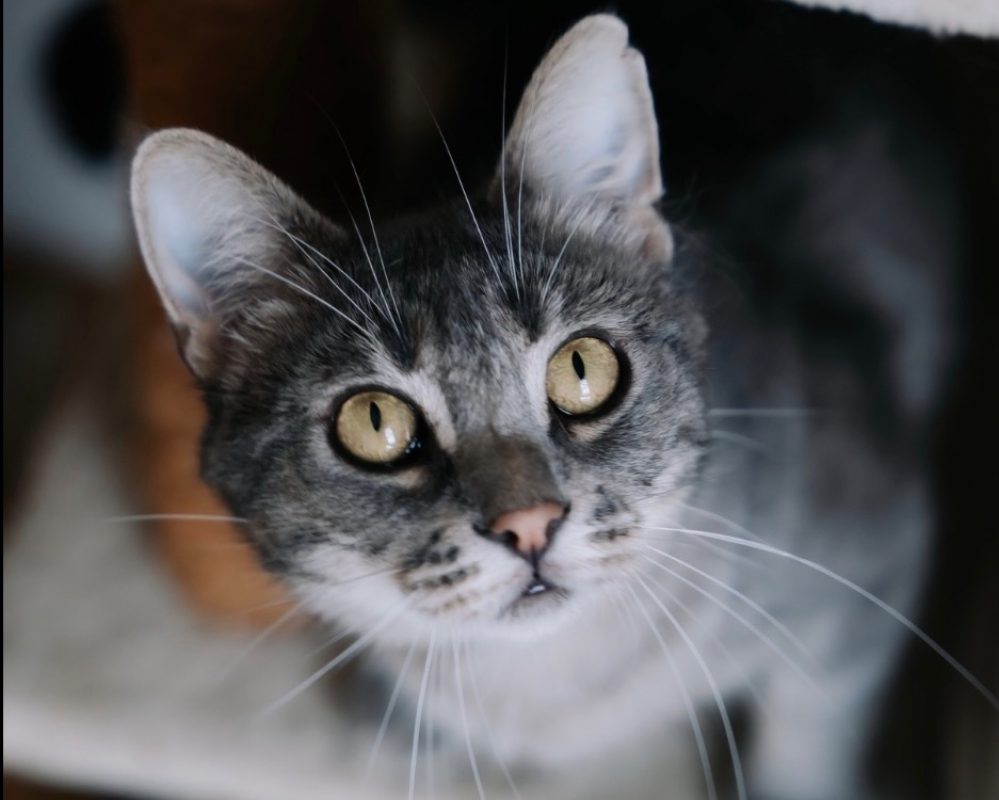 Petit nuage - Chat Européen à adopter - photo 2