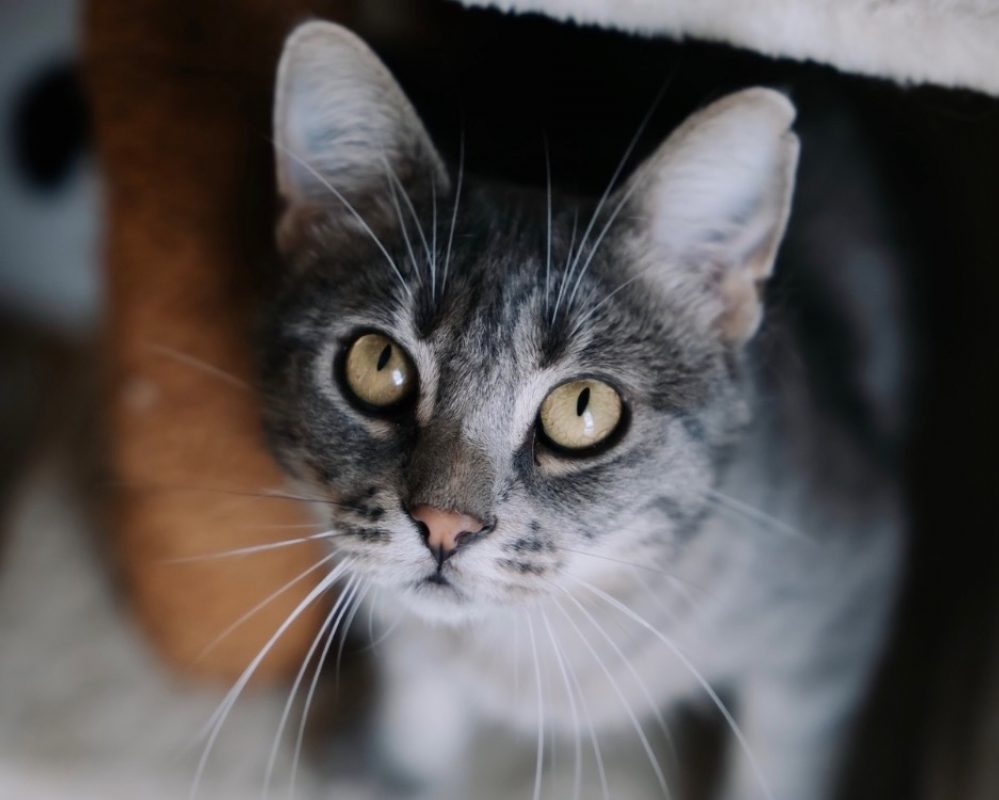 Petit nuage - Chat Européen à adopter - photo 3
