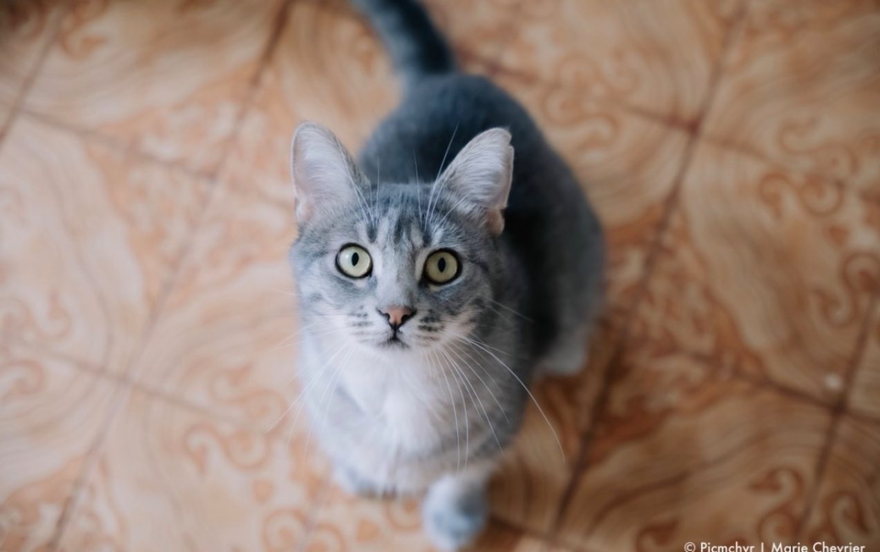 Petit nuage - Chat Européen à adopter - photo 4