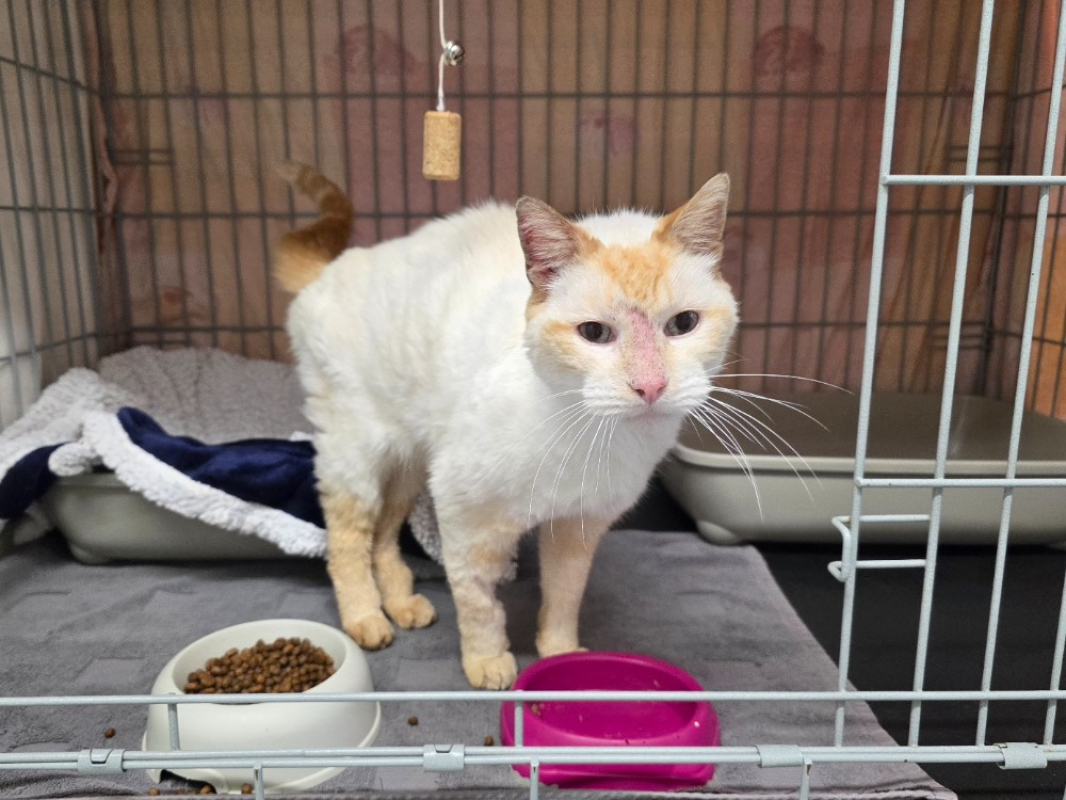 Photo #3 de Gavroche