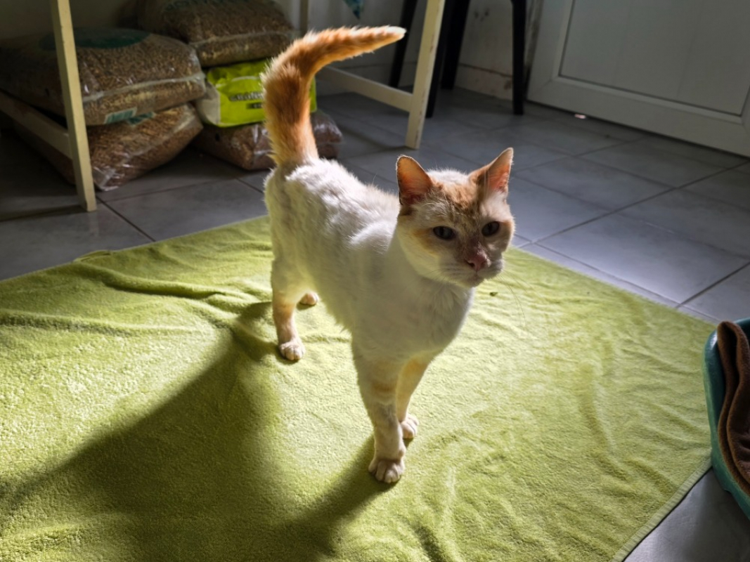 Photo #1 de Gavroche