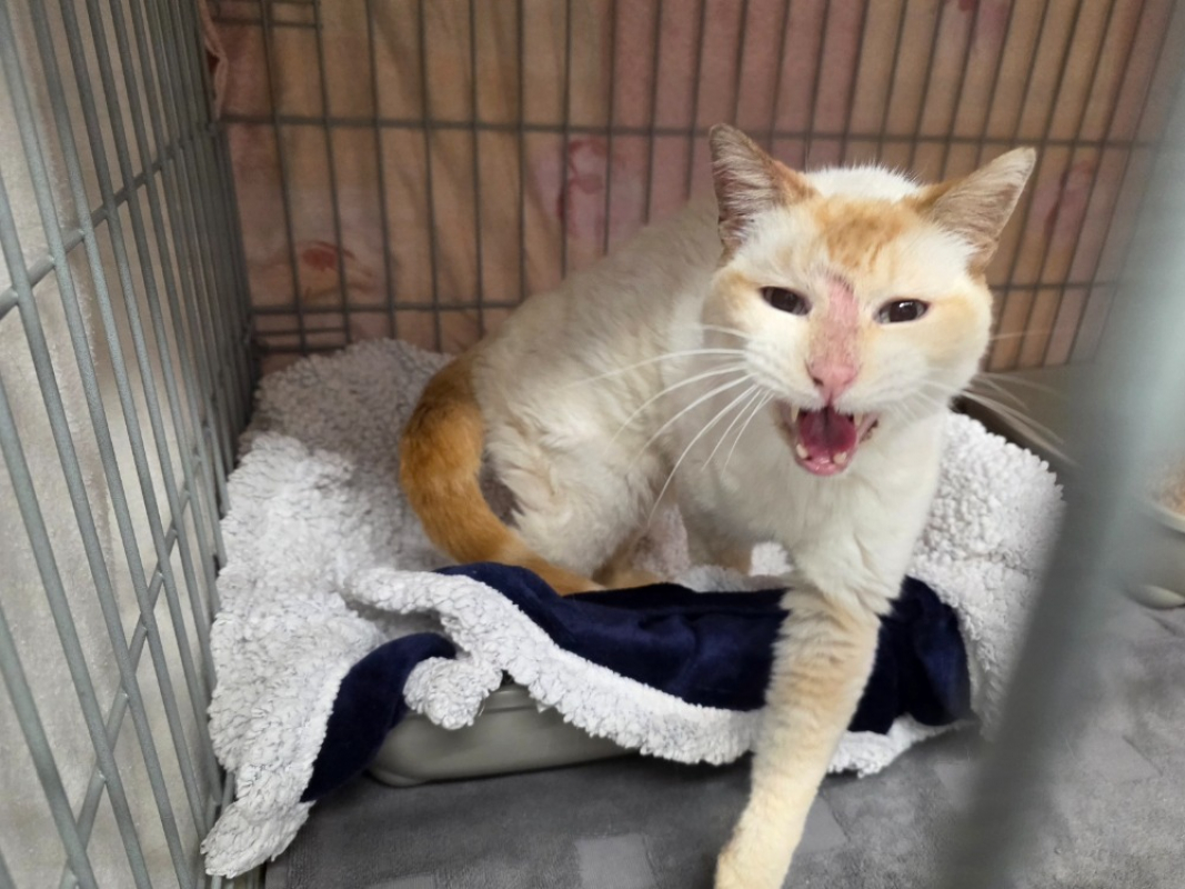 Photo #2 de Gavroche