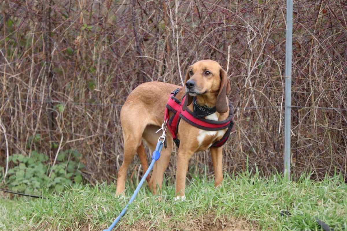 Samy - Chien Griffon Fauve de Bretagne à adopter - photo 6