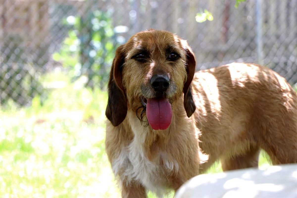 Samira - Chien Griffon Fauve de Bretagne à adopter