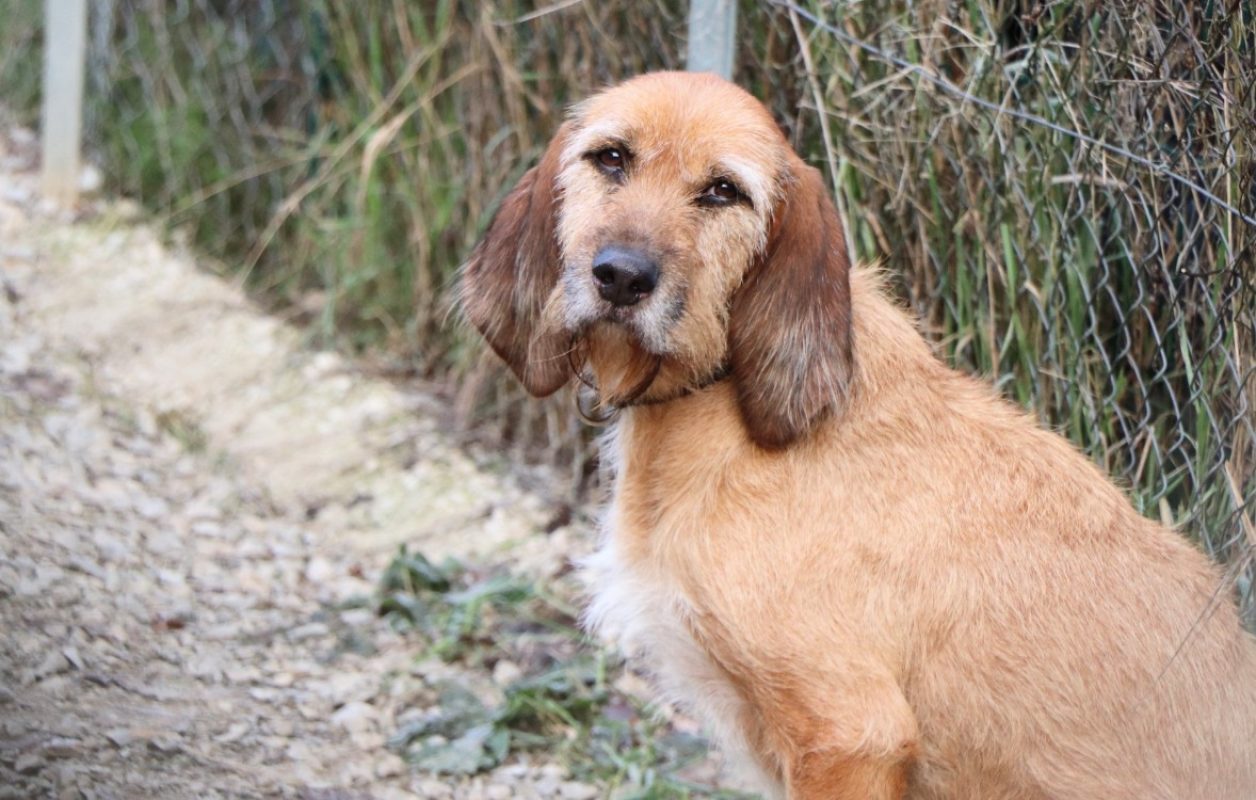 Samira - Chien Griffon Fauve de Bretagne à adopter - photo 2