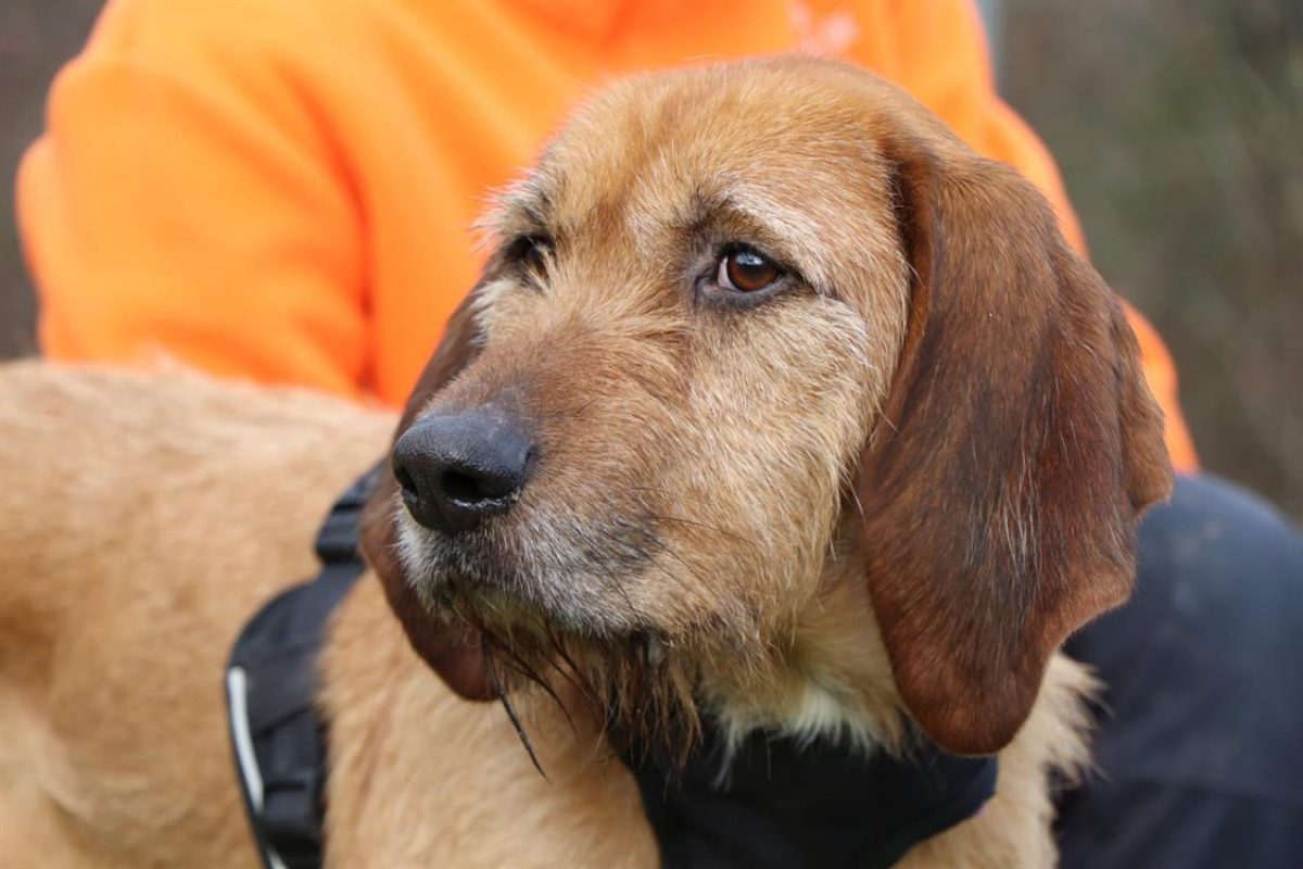 Samira - Chien Griffon Fauve de Bretagne à adopter - photo 3