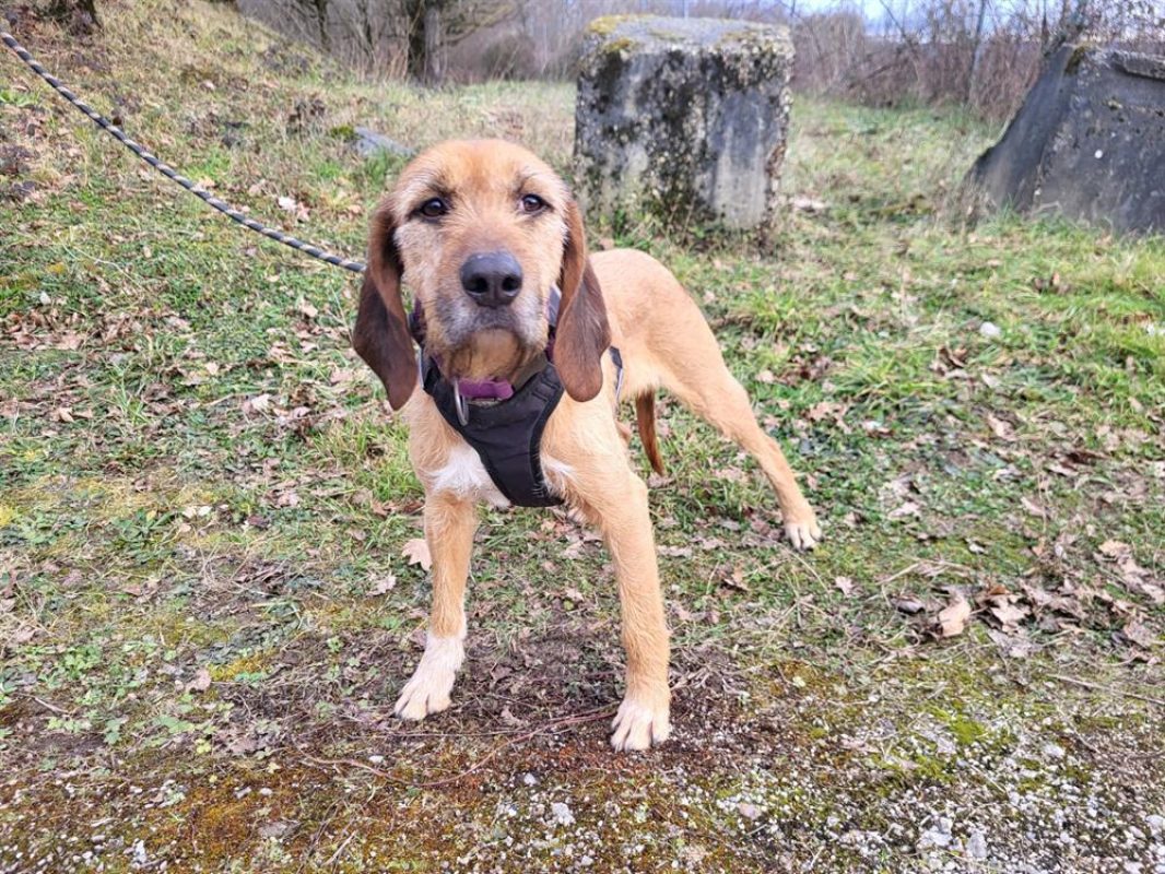 Samira - Chien Griffon Fauve de Bretagne à adopter - photo 4