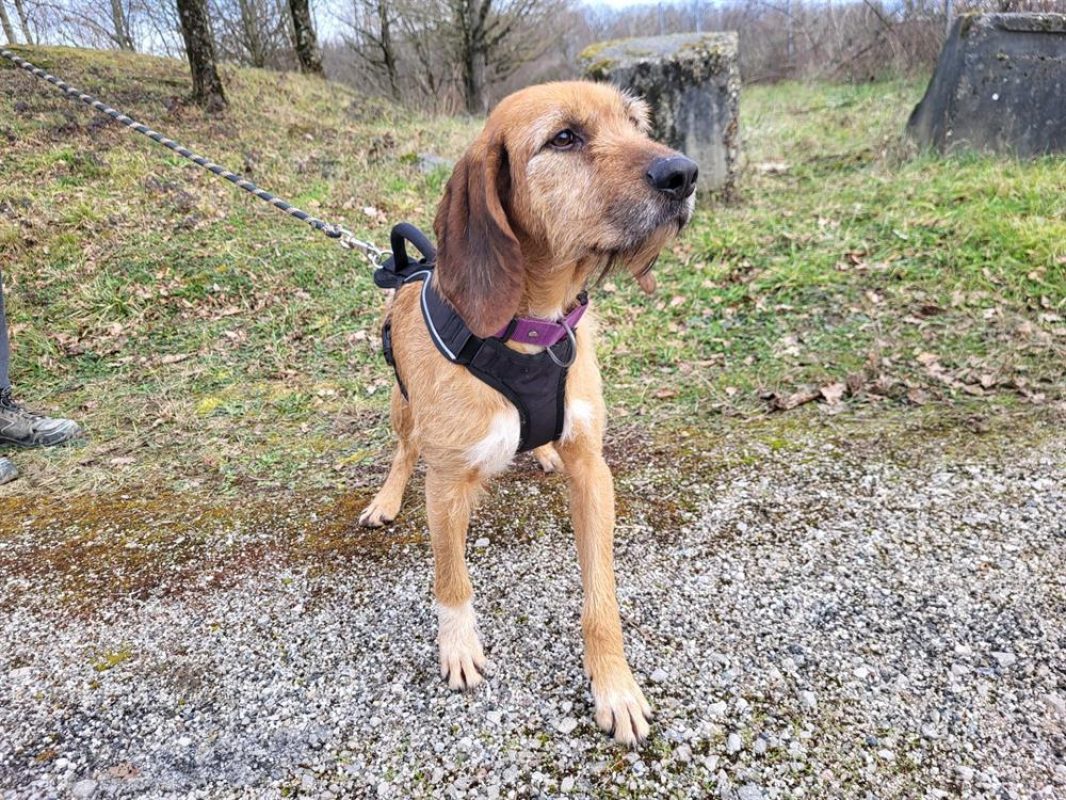 Samira - Chien Griffon Fauve de Bretagne à adopter - photo 5