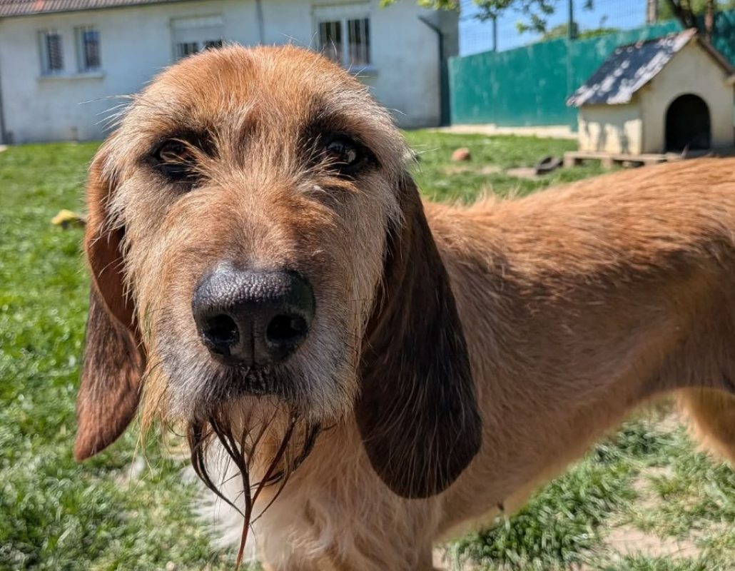 Samira - Chien Griffon Fauve de Bretagne à adopter